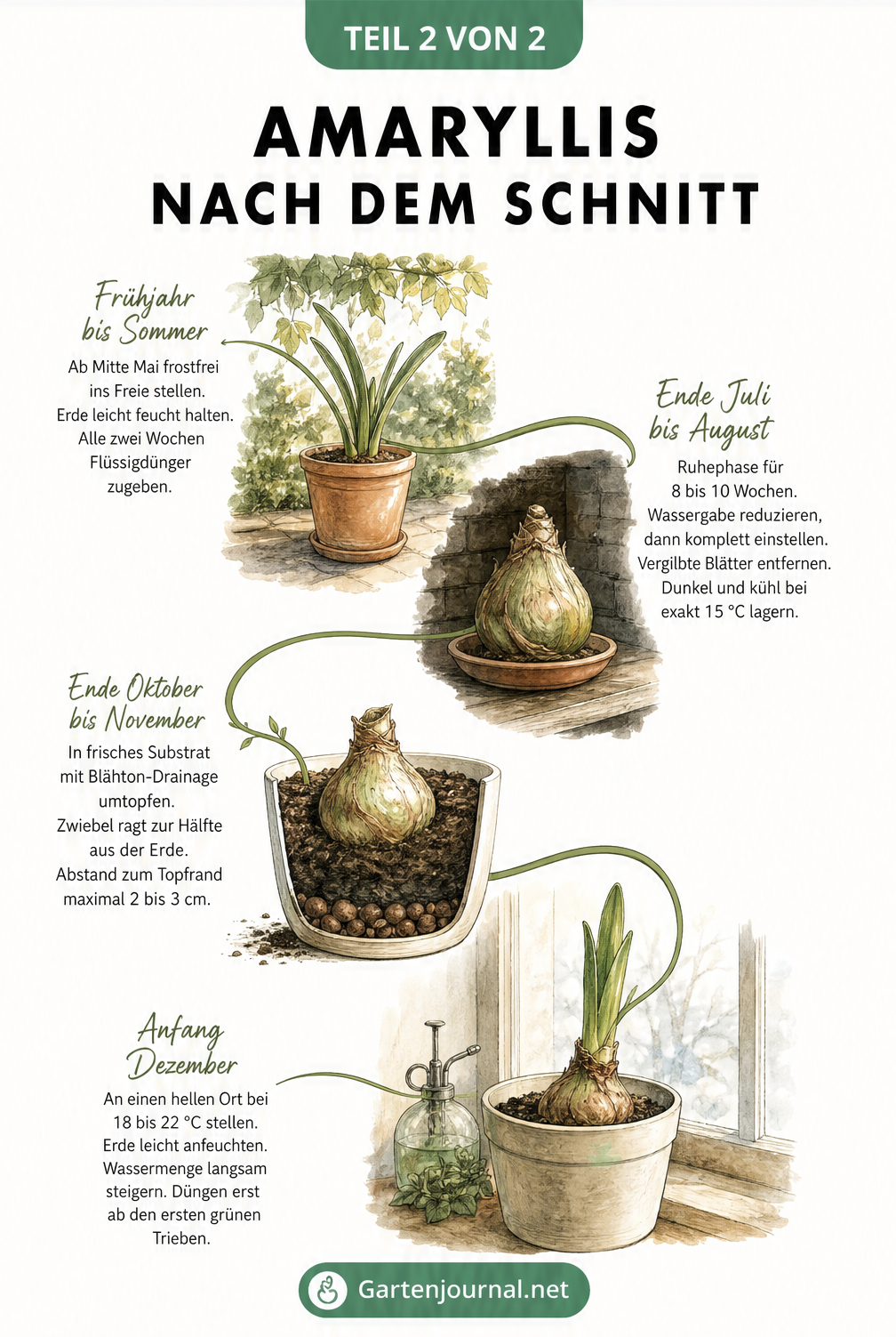 Zeitachse zur Pflege der Amaryllis vom Frühjahr bis zum Winter mit Vignetten zu Standort, Ruhephase und Umtopfen