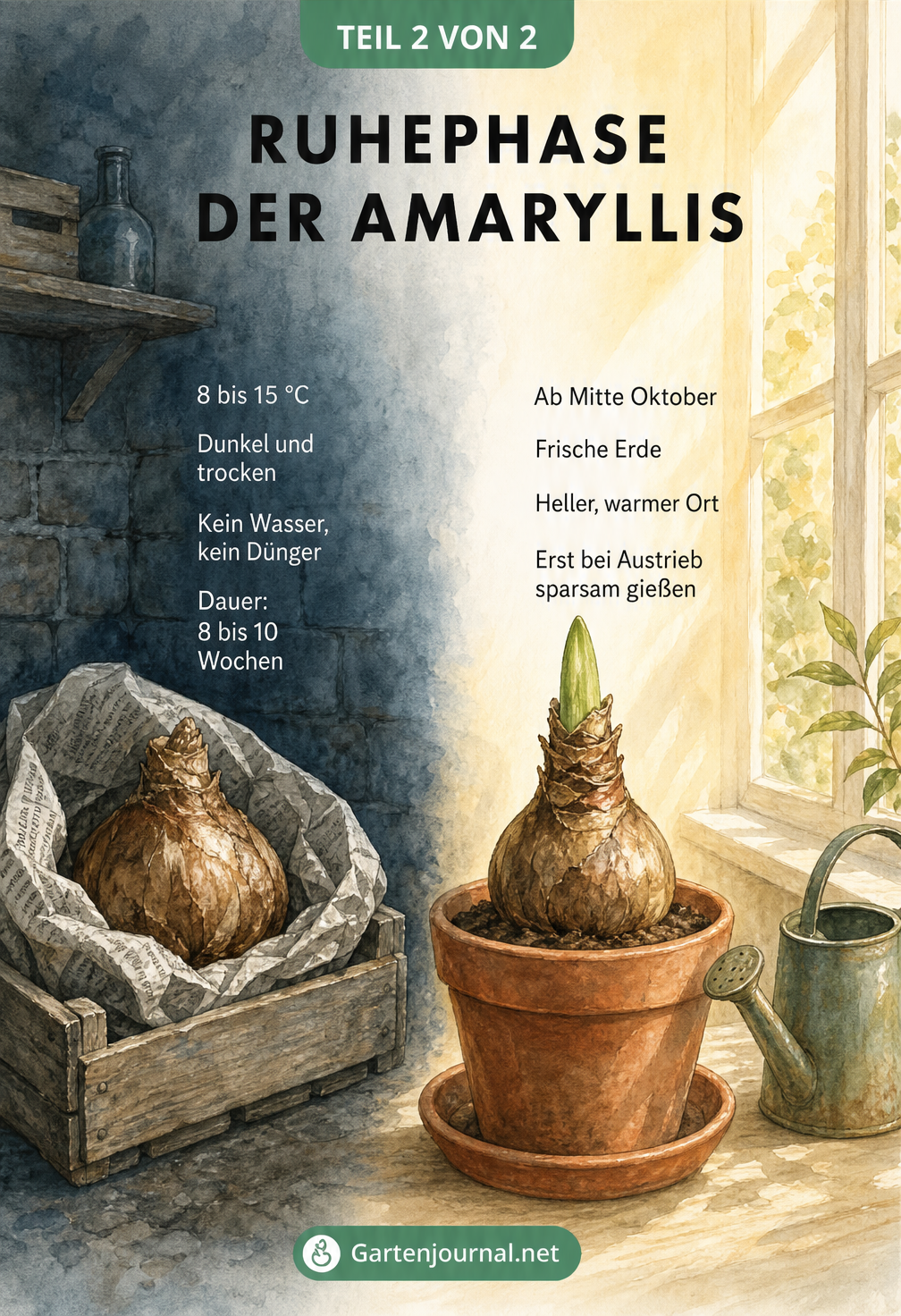 Querschnitt-Illustration der Amaryllis-Ruhephase: Links die dunkle, kühle Lagerung bei 8 bis 15 Grad, rechts der helle, warme Standort für den Neuaustrieb ab...