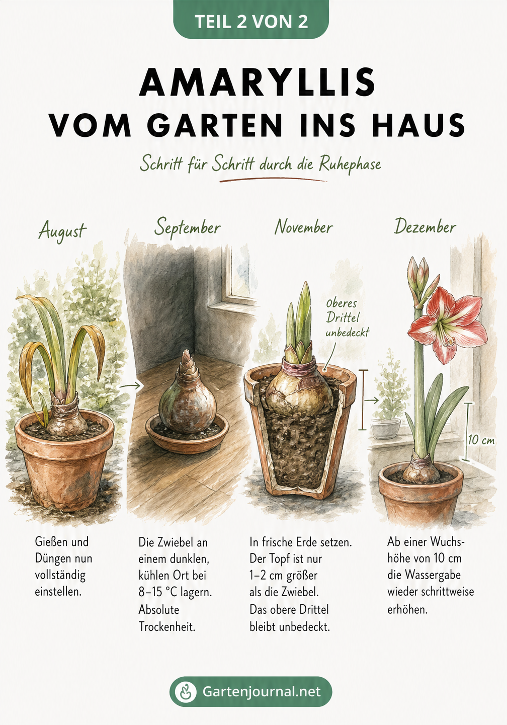 Illustration eines Zeitstrahls zur Pflege der Amaryllis vom Spätsommer bis zum Winter mit Hinweisen zur Ruhephase und zum Umtopfen