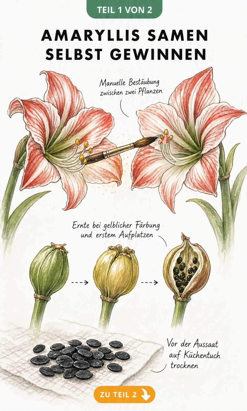 Botanische Illustration der Amaryllis-Bestäubung und Samenentwicklung mit Samenkapsel und getrockneten Samen