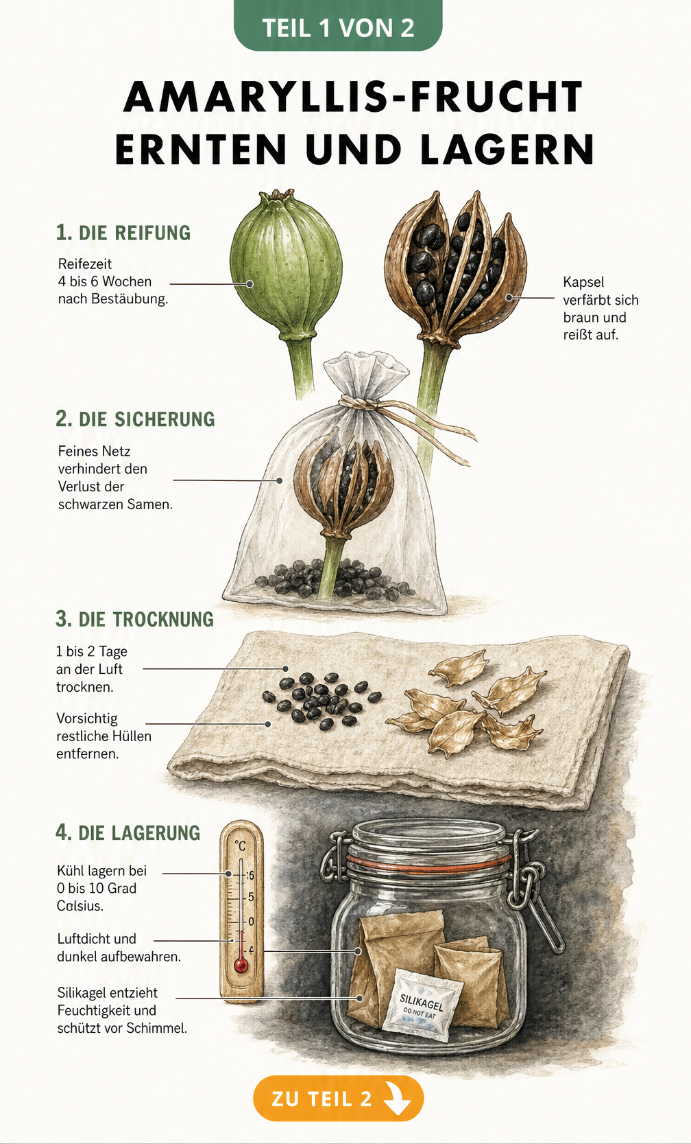 Botanische Illustration der Amaryllis-Frucht: Reifung, Ernte mit Organzasäckchen, Trocknung und Lagerung der Samen im Bügelglas.