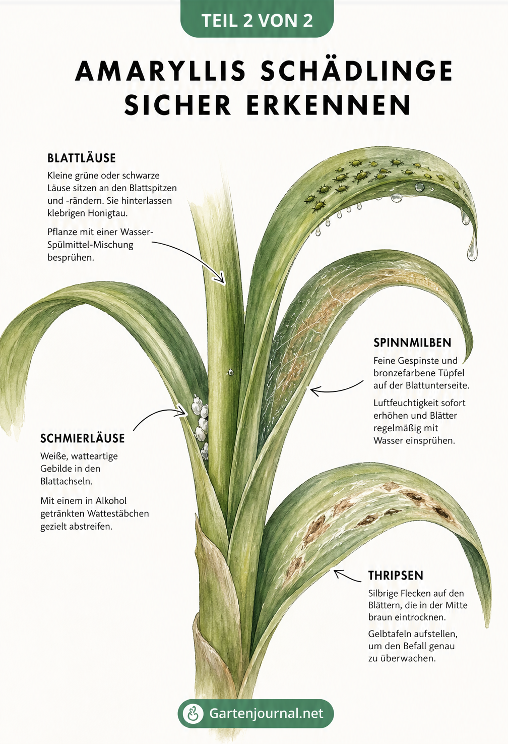 Illustration einer Amaryllis mit Schadbildern von Blattläusen, Spinnmilben, Schmierläusen und Thripsen an Blättern und Stiel