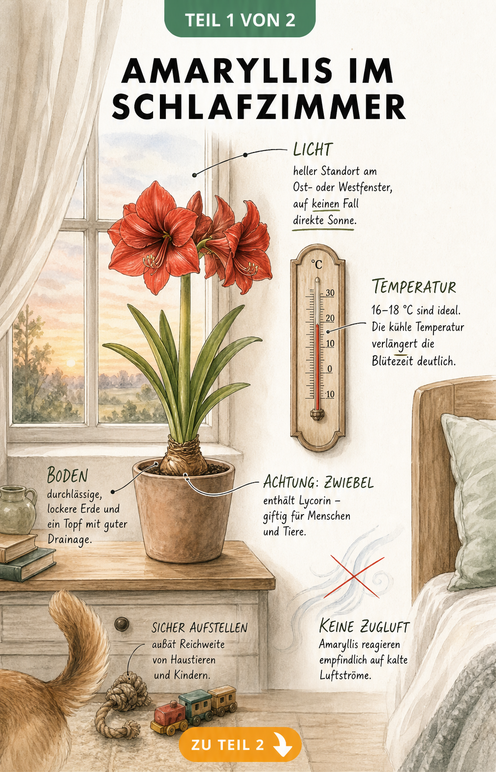 Illustration eines Schlafzimmerfensters mit einer blühenden Amaryllis im Topf, Hinweisen zu Lichtbedarf, Temperatur und Giftigkeit