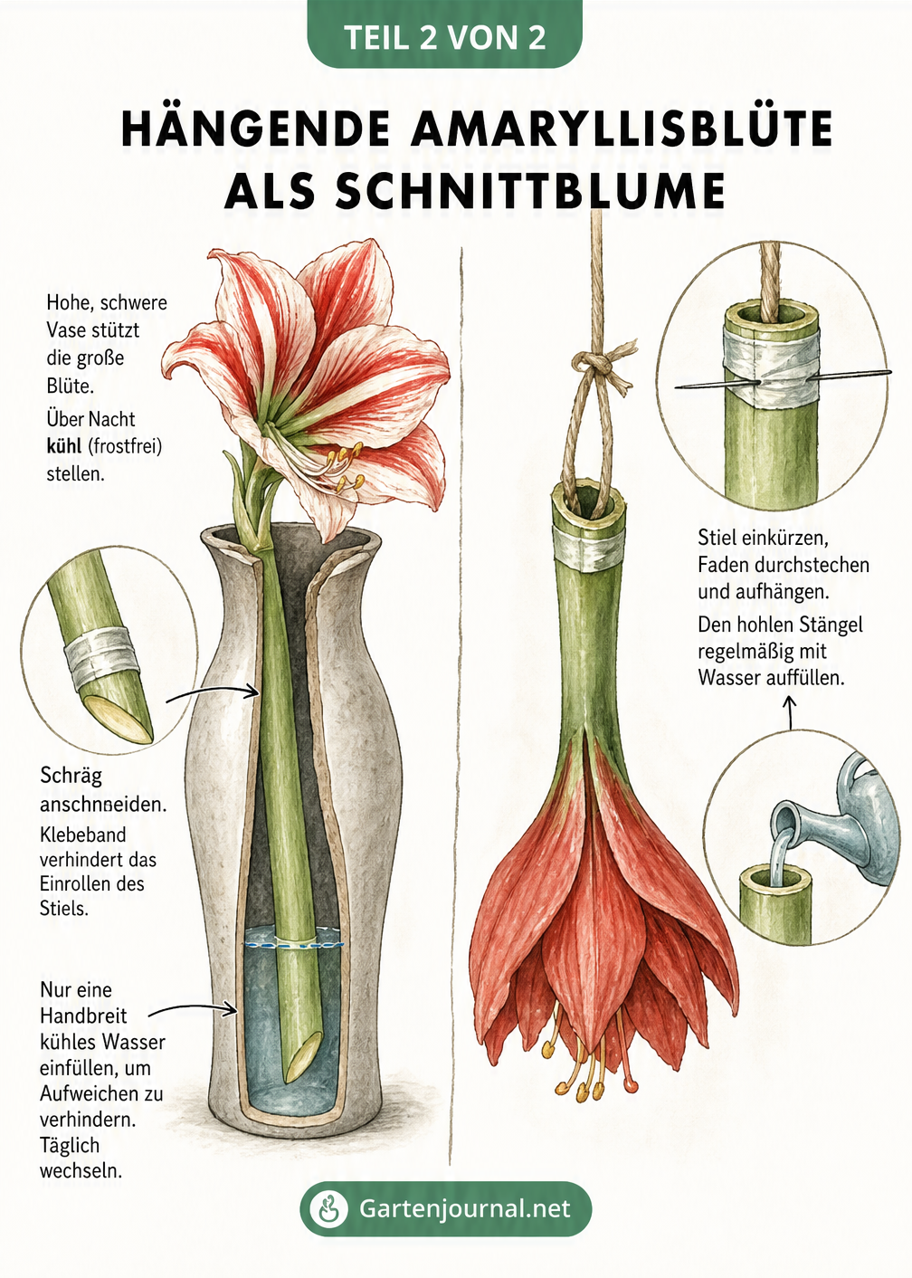 Zwei Methoden für Amaryllis als Schnittblume: Links in einer hohen Vase mit Klebeband am Stielende, rechts kopfüber aufgehängt mit Wasser im hohlen Stängel.