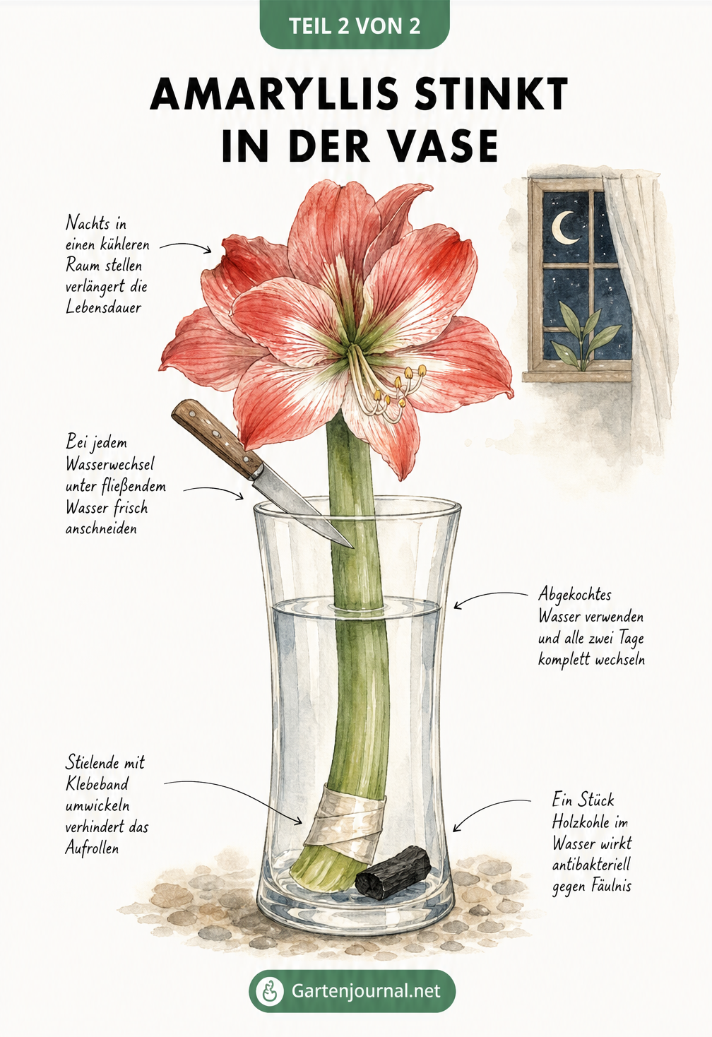 Illustration einer Amaryllis-Schnittblume in einer Glasvase mit Tipps zur Pflege wie Klebeband am Stielende und Holzkohle im Wasser