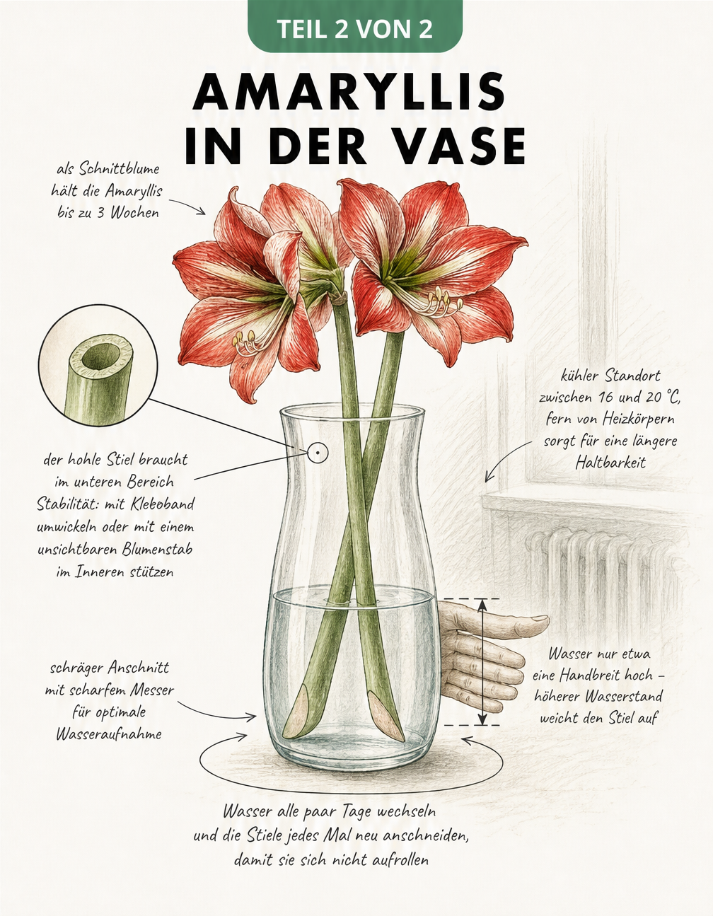 Skizze einer Amaryllis als Schnittblume in einer Glasvase mit Hinweisen zu Wasserstand und Anschnitt