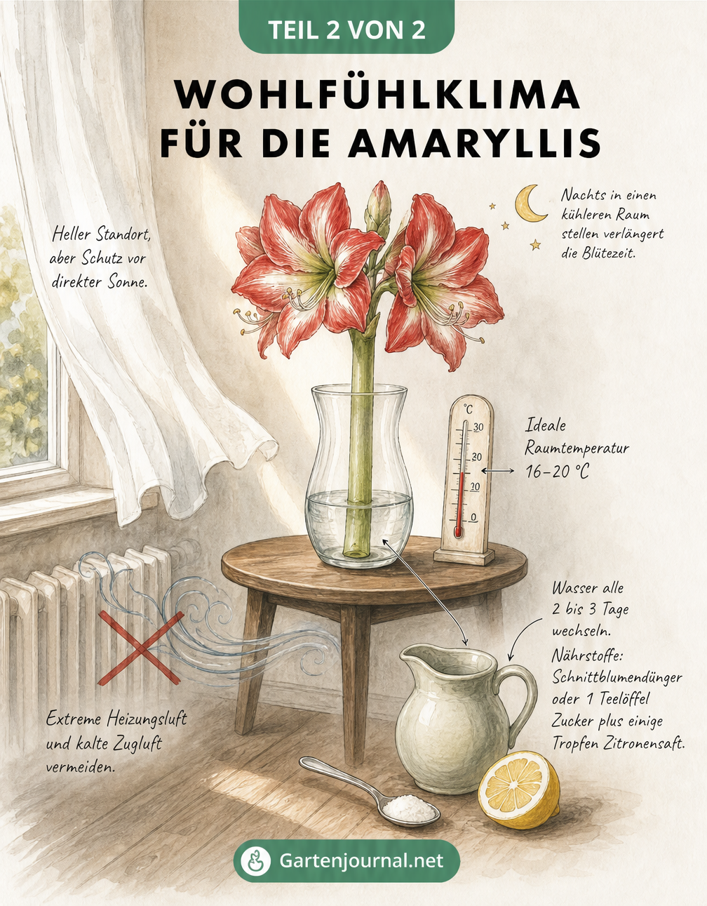 Illustration einer Amaryllis am Fenster mit Hinweisen zu Temperatur, Licht und Nährstoffen