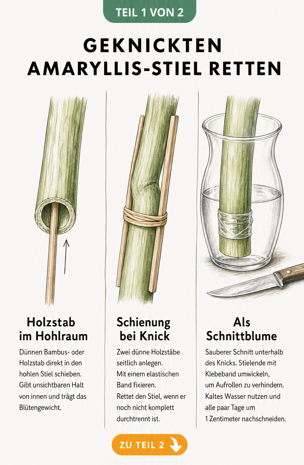 Illustration von drei Methoden zur Rettung eines geknickten Amaryllis-Stiels: innere Stütze, äußere Schienung und Vasen-Schnitt