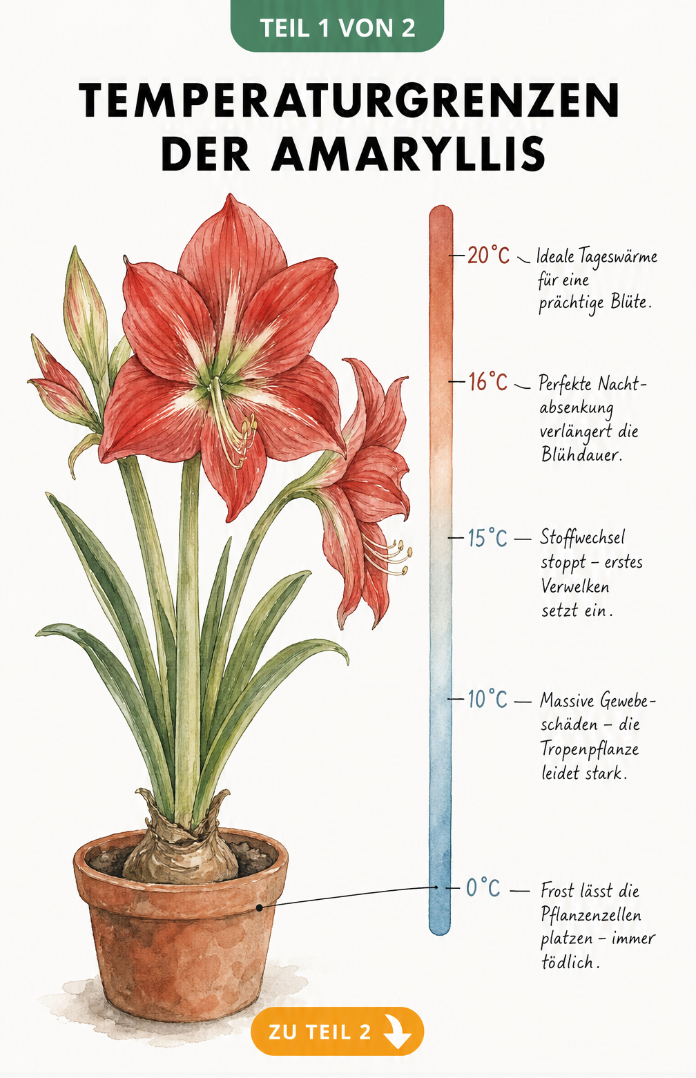 Handgezeichnete Temperaturskala neben einer blühenden Amaryllis, die ideale Temperaturen und Kälteschäden ab 15 Grad zeigt.