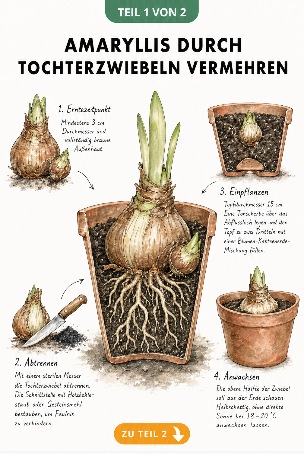 Botanische Illustration: Amaryllis durch Tochterzwiebeln vermehren, mit Details zu Erntezeitpunkt, Schnitt, Topfgröße und Einpflanzen.