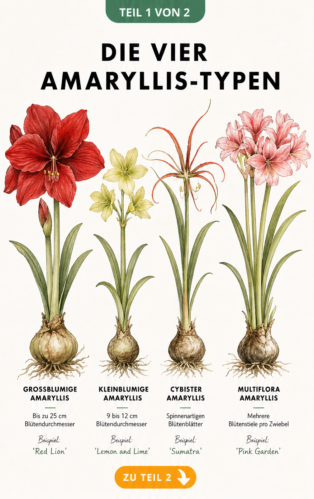 Botanische Illustration der vier Amaryllis-Typen: Großblumig, Kleinblumig, Cybister und Multiflora im Vergleich