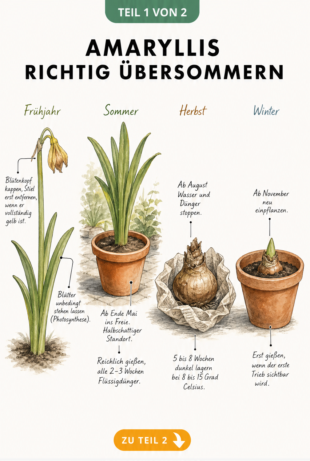Botanische Illustration der vier Lebensphasen einer Amaryllis im Jahresverlauf: Frühjahr, Sommer, Herbst und Winter.