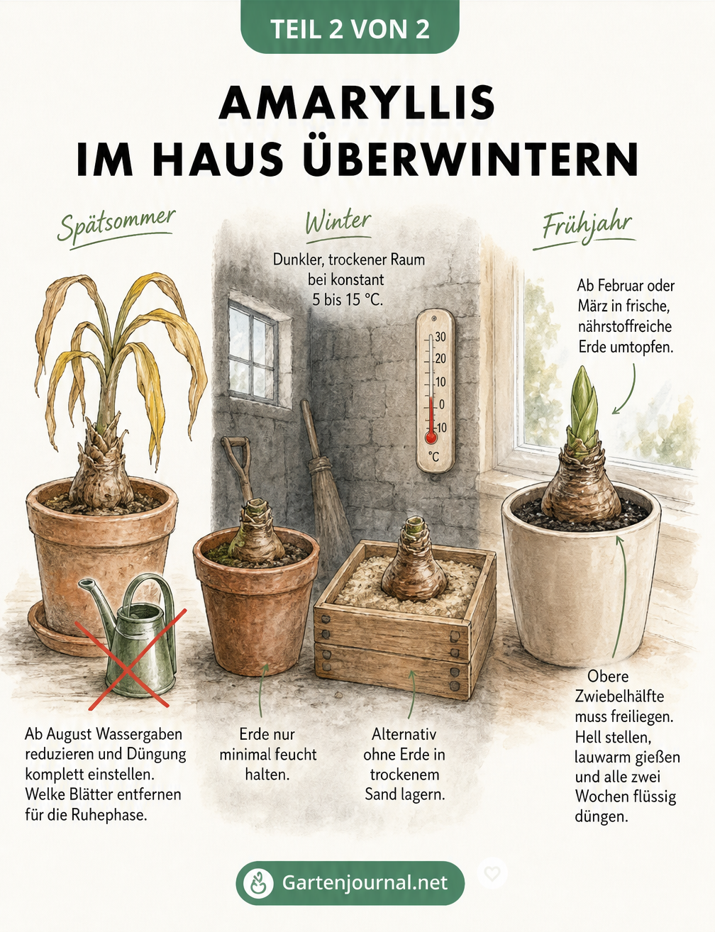 Skizze zum Zeitverlauf der Überwinterung einer Amaryllis im Haus von Spätsommer bis Frühjahr