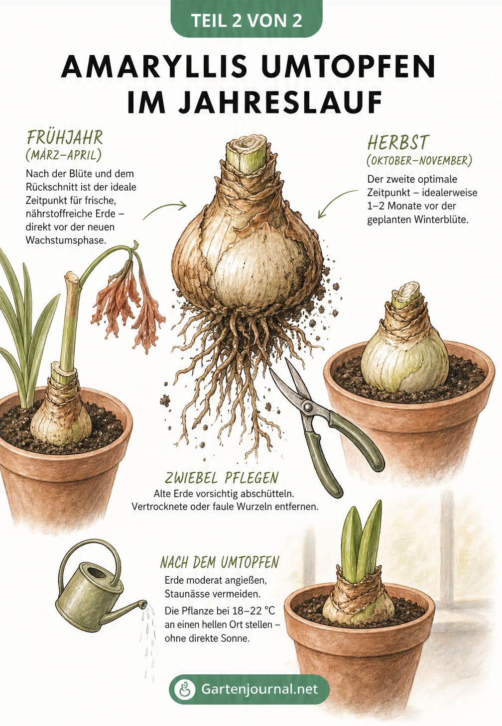 Illustration einer Amaryllis im Frühjahr nach der Blüte und einer ruhenden Zwiebel im Herbst beim Umtopfen