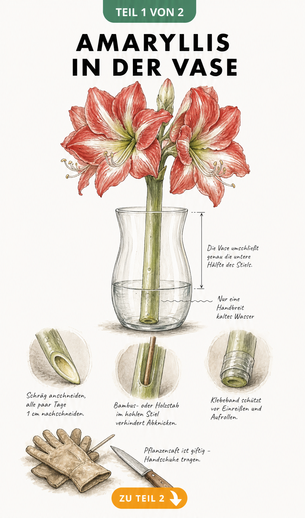 Botanische Illustration einer Amaryllis in einer Glasvase mit Pflegehinweisen zum Anschneiden und Stabilisieren