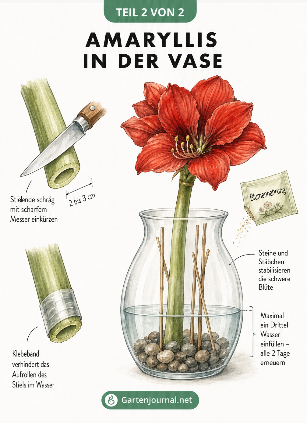 Illustration eines angeschnittenen Amaryllisstiels mit Klebeband und einer Vase mit Steinen und Stäbchen zur Stabilisierung.