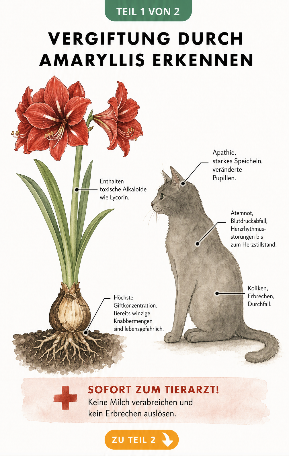 Botanische Illustration einer Amaryllis im Querschnitt mit einer Katze, die Vergiftungssymptome nach Körperregionen zeigt.