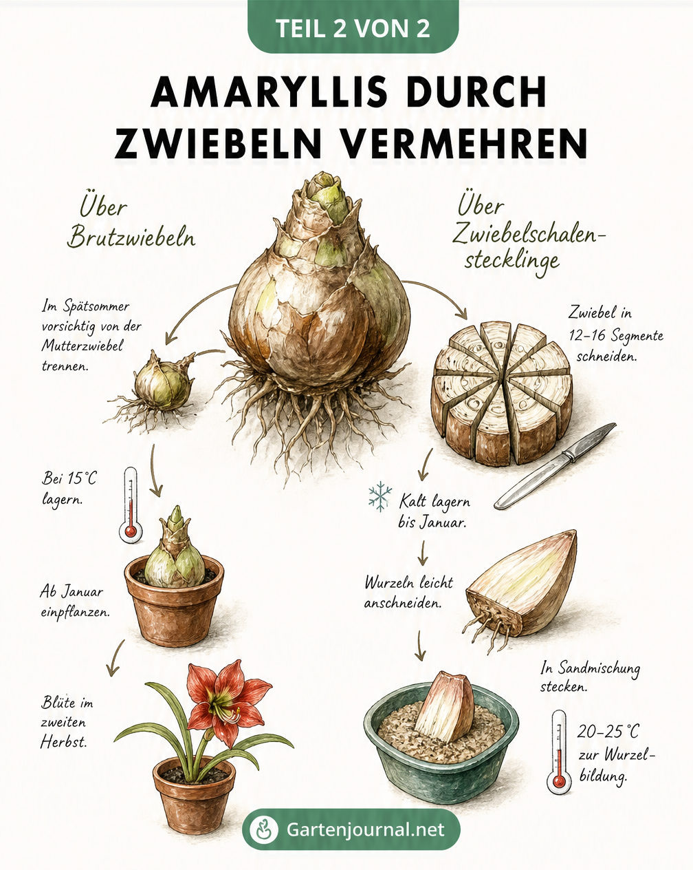 Illustration der vegetativen Amaryllis-Vermehrung durch Brutzwiebeln und Zwiebelschalenstecklinge mit Temperatur- und Zeitangaben.