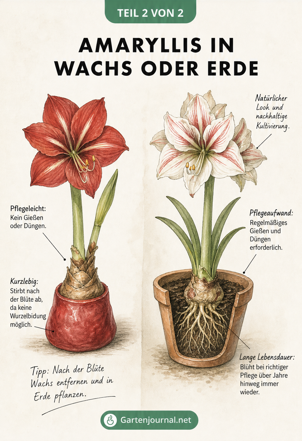 Vergleich einer Wachs-Amaryllis ohne Erde und einer klassischen Amaryllis im Terrakottatopf mit Erde.