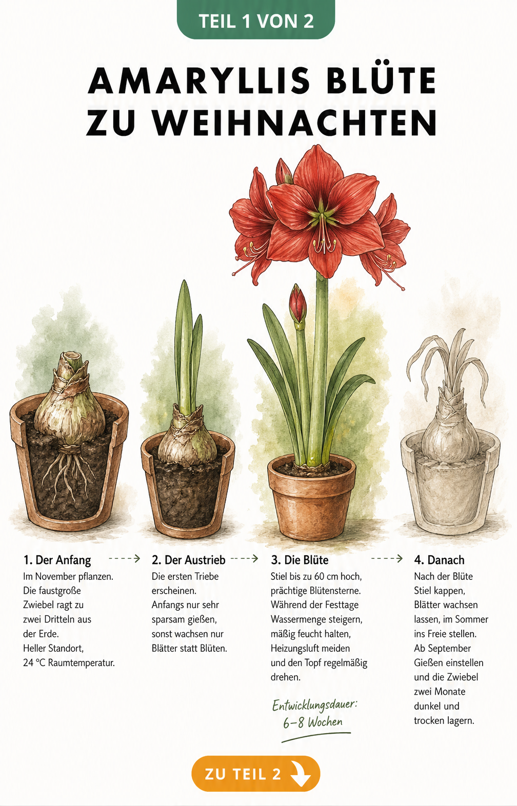 Botanische Illustration des Wachstumszyklus einer Amaryllis von der Zwiebel bis zur Blüte