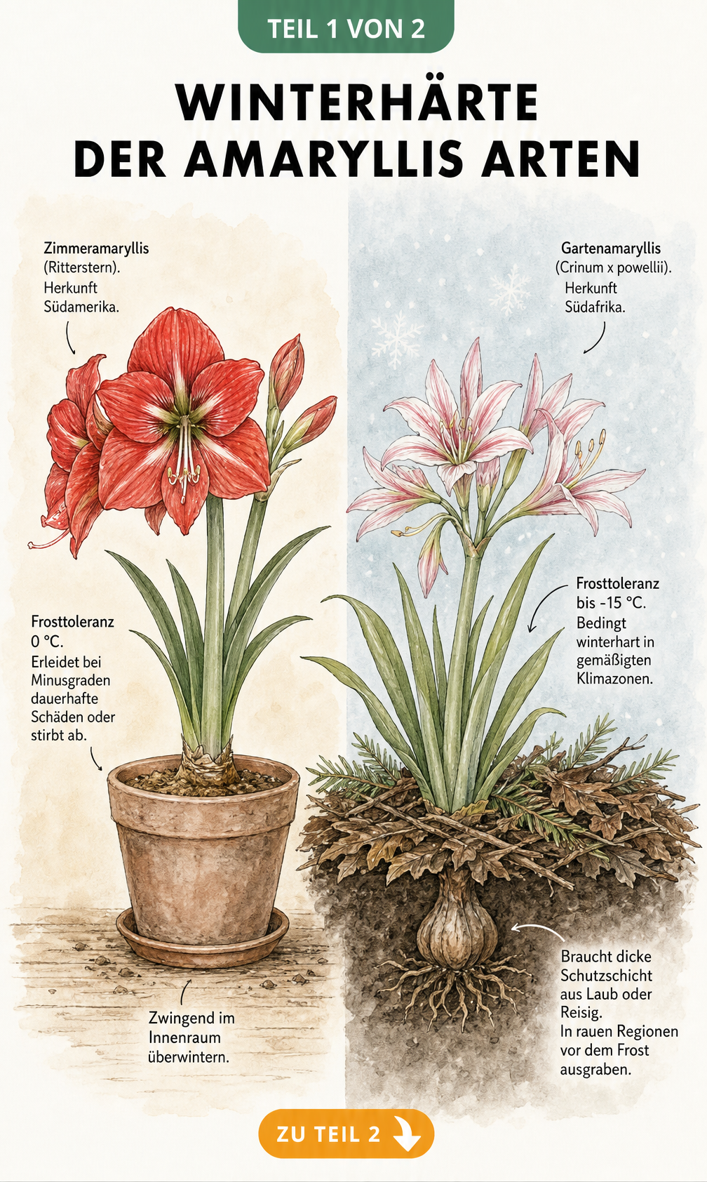 Botanische Illustration der Winterhärte von Zimmeramaryllis und Gartenamaryllis im Vergleich