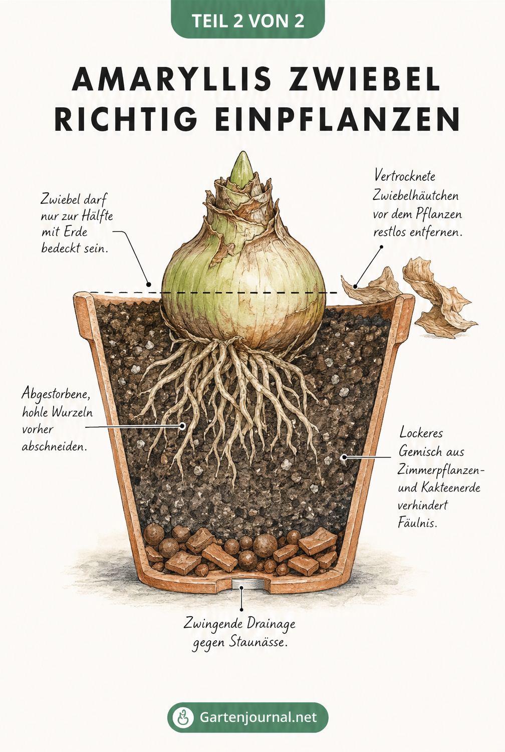 Querschnittszeichnung eines Pflanztopfes, die zeigt, wie eine Amaryllis-Zwiebel zur Hälfte in ein Gemisch aus Zimmerpflanzen- und Kakteenerde gepflanzt wird.