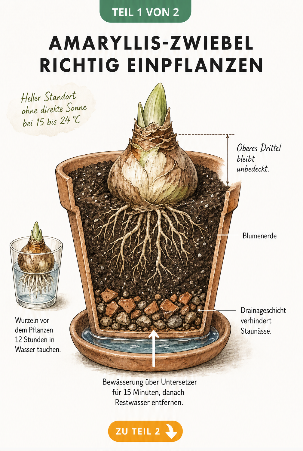 Botanische Illustration eines bepflanzten Blumentopfs mit einer Amaryllis-Zwiebel, die zu einem Drittel aus der Erde ragt, inklusive Drainageschicht und...