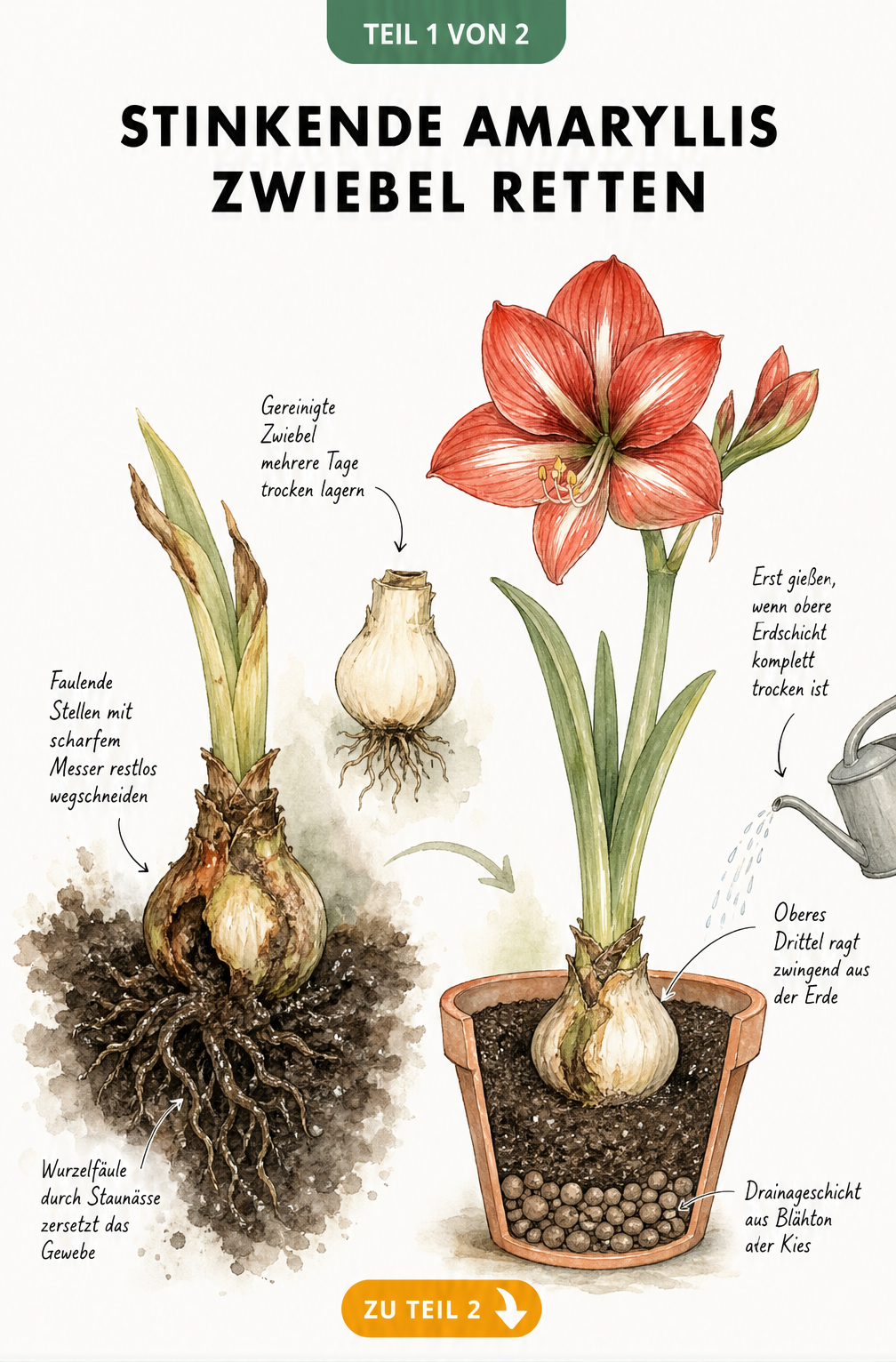 Botanische Schnittdarstellung einer kranken Amaryllis-Zwiebel mit Wurzelfäule und einer gesunden Zwiebel in einem Topf mit Drainageschicht