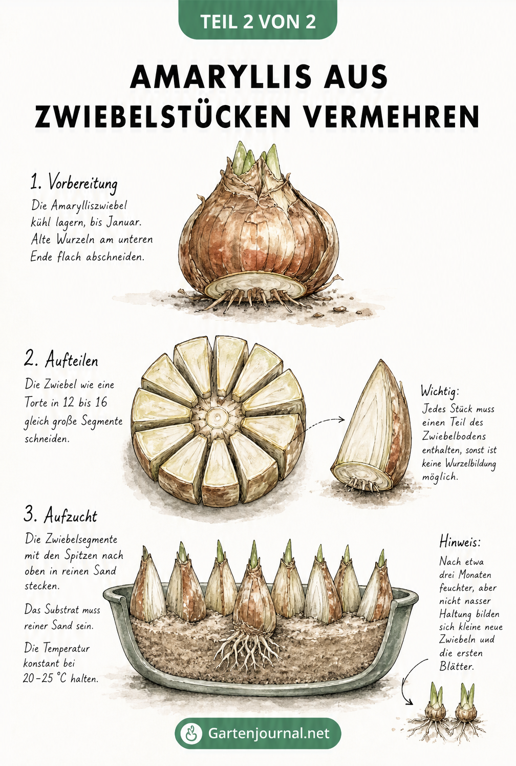 Skizze: Amaryllis aus Zwiebelstücken vermehren, zeigt das Zerschneiden der Zwiebel in Segmente und das Einpflanzen in Sand.