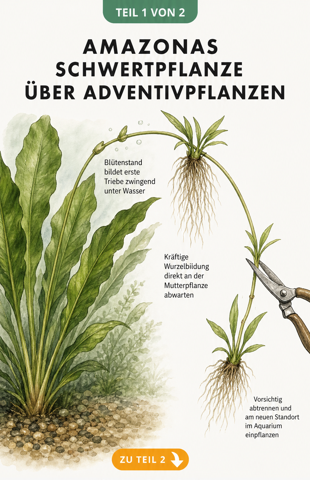 Botanische Illustration der Amazonas Schwertpflanze, die die Bildung und Abtrennung von Adventivpflanzen am Blütenstand unter Wasser zeigt
