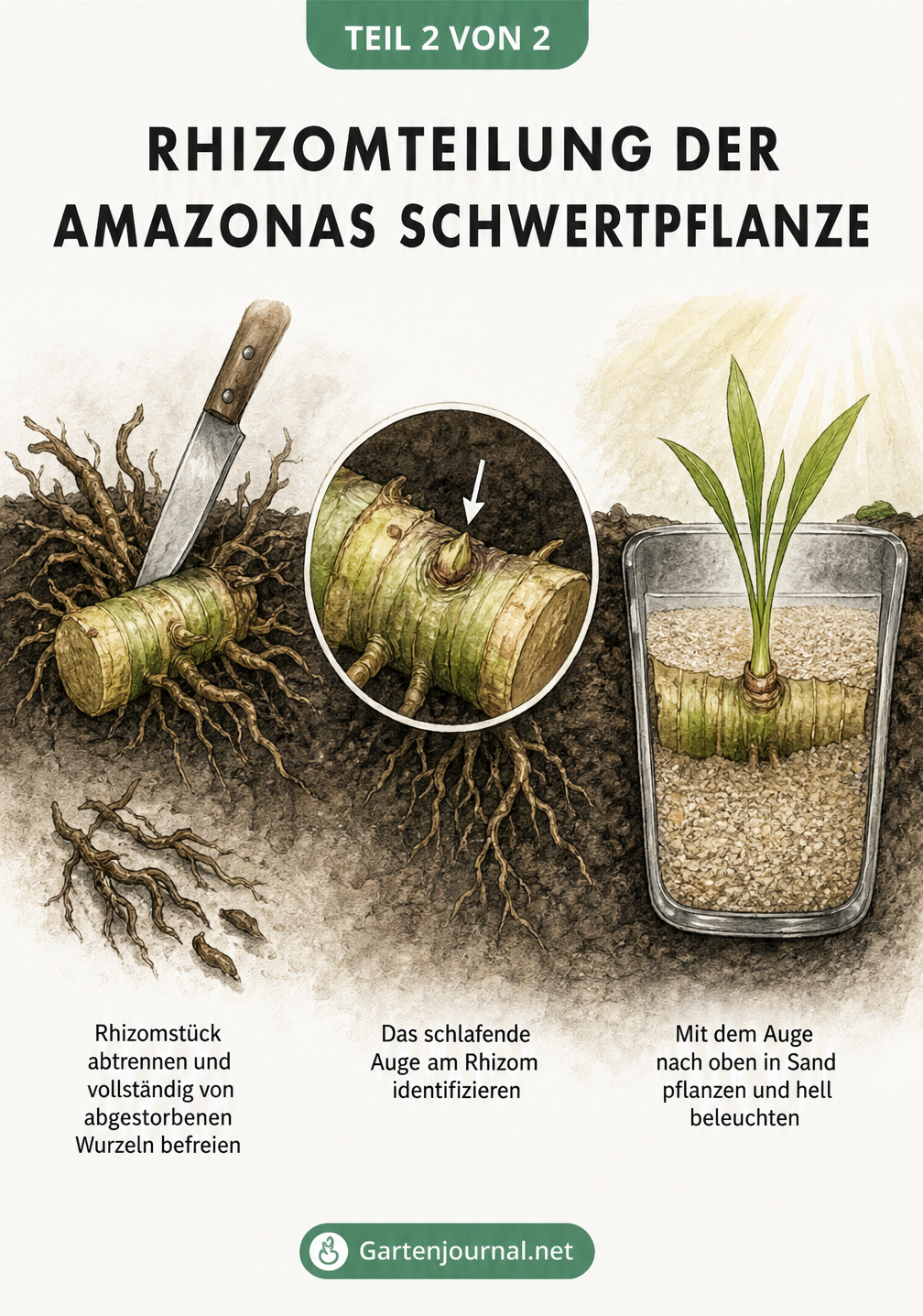 Querschnitt-Darstellung der Rhizomteilung einer Amazonas Schwertpflanze, vom Abtrennen des Rhizomstücks bis zum Einpflanzen in Sand