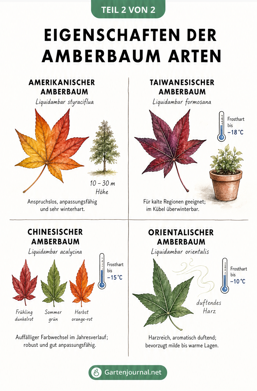 Botanische Illustration der vier Amberbaum-Arten mit Blattformen und Frosthärte