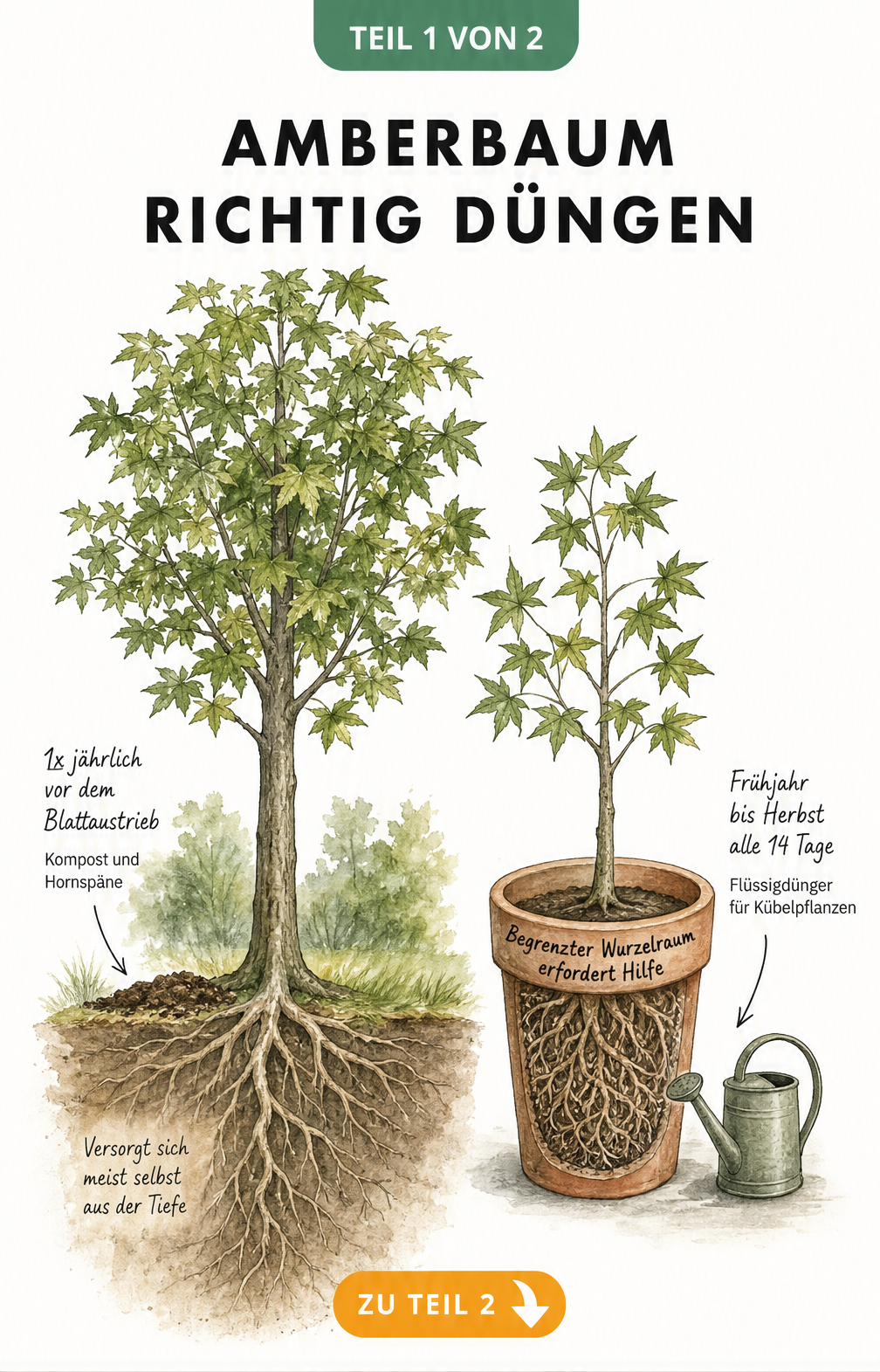Botanische Illustration eines Amberbaums im Freiland und im Kübel mit Hinweisen zur Düngung