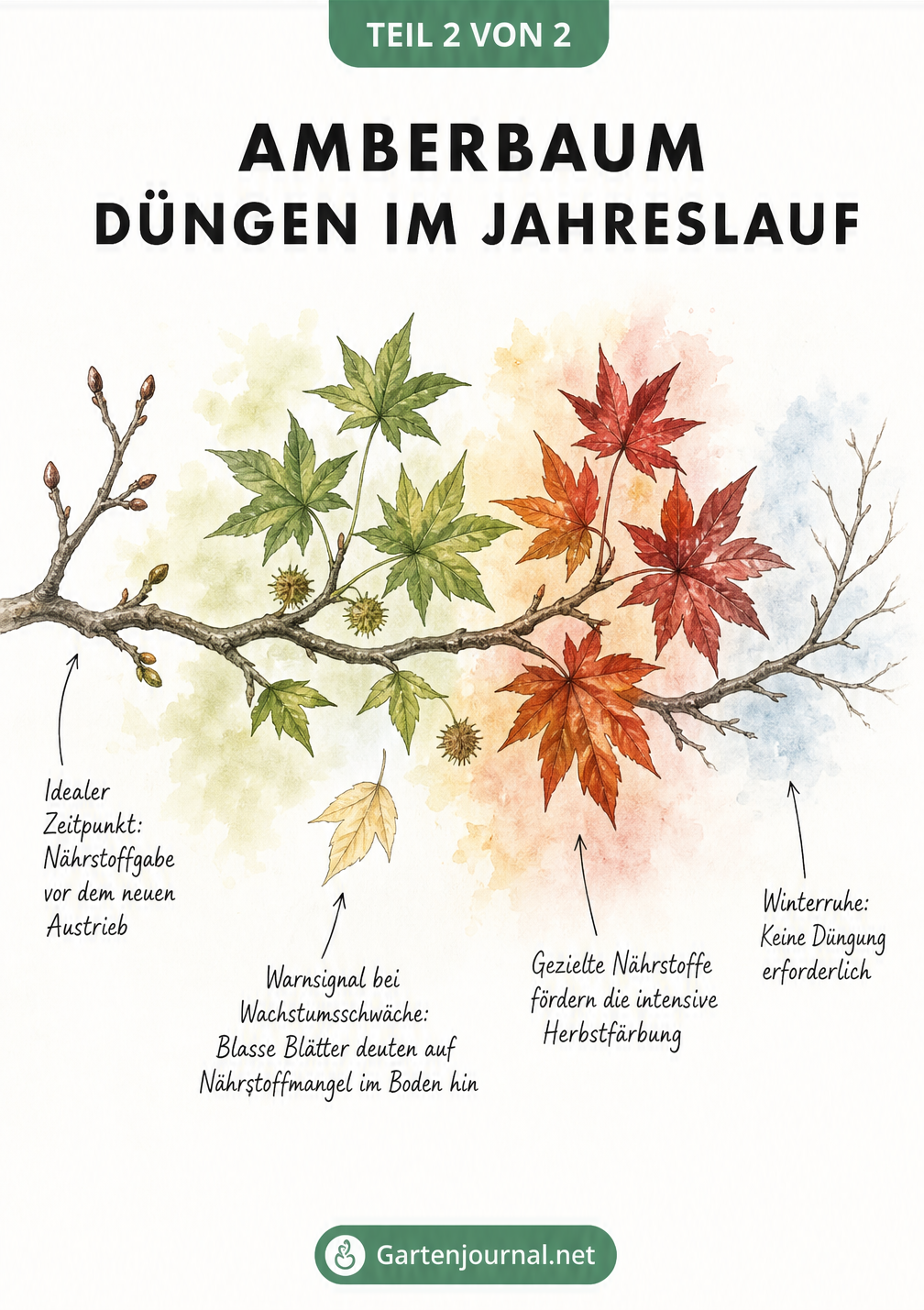 Aquarell-Zeichnung eines Amberbaum-Astes im Jahresverlauf mit Tipps zur Düngung