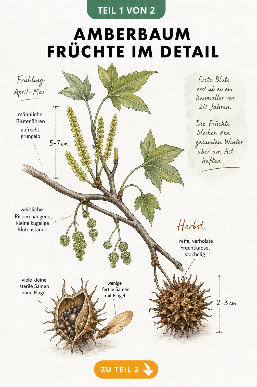Botanische Illustration der Amberbaum-Früchte und Blüten im Detail