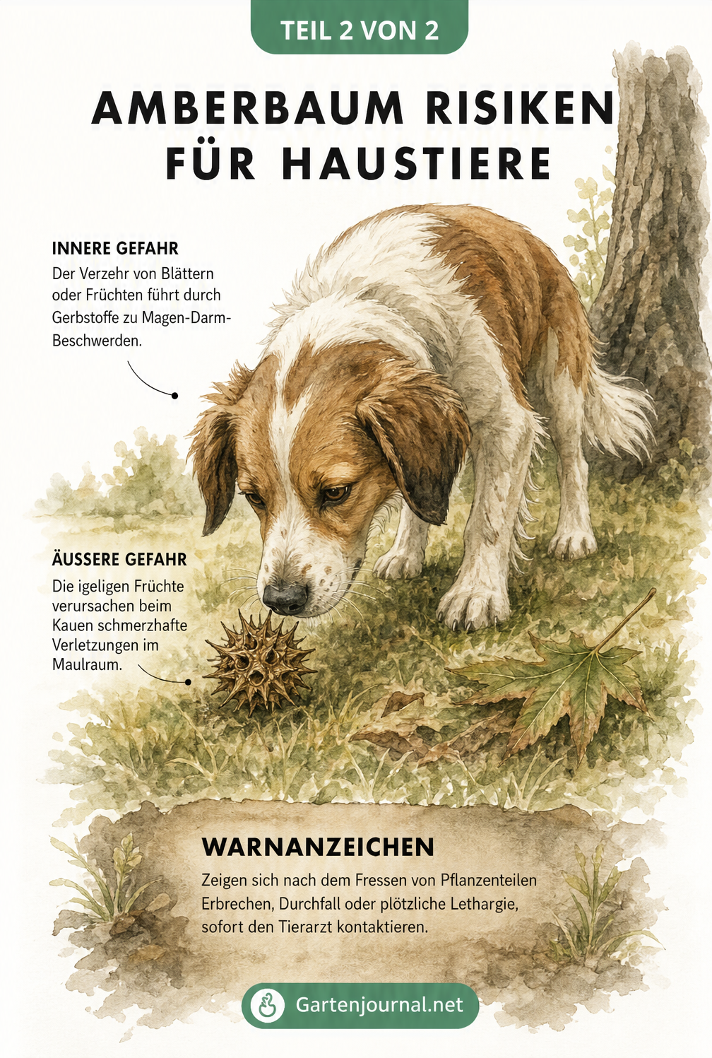 Aquarellzeichnung eines Hundes, der an einer stacheligen Amberbaum-Frucht schnüffelt, mit Warnhinweisen zu Magenbeschwerden und Verletzungsgefahr