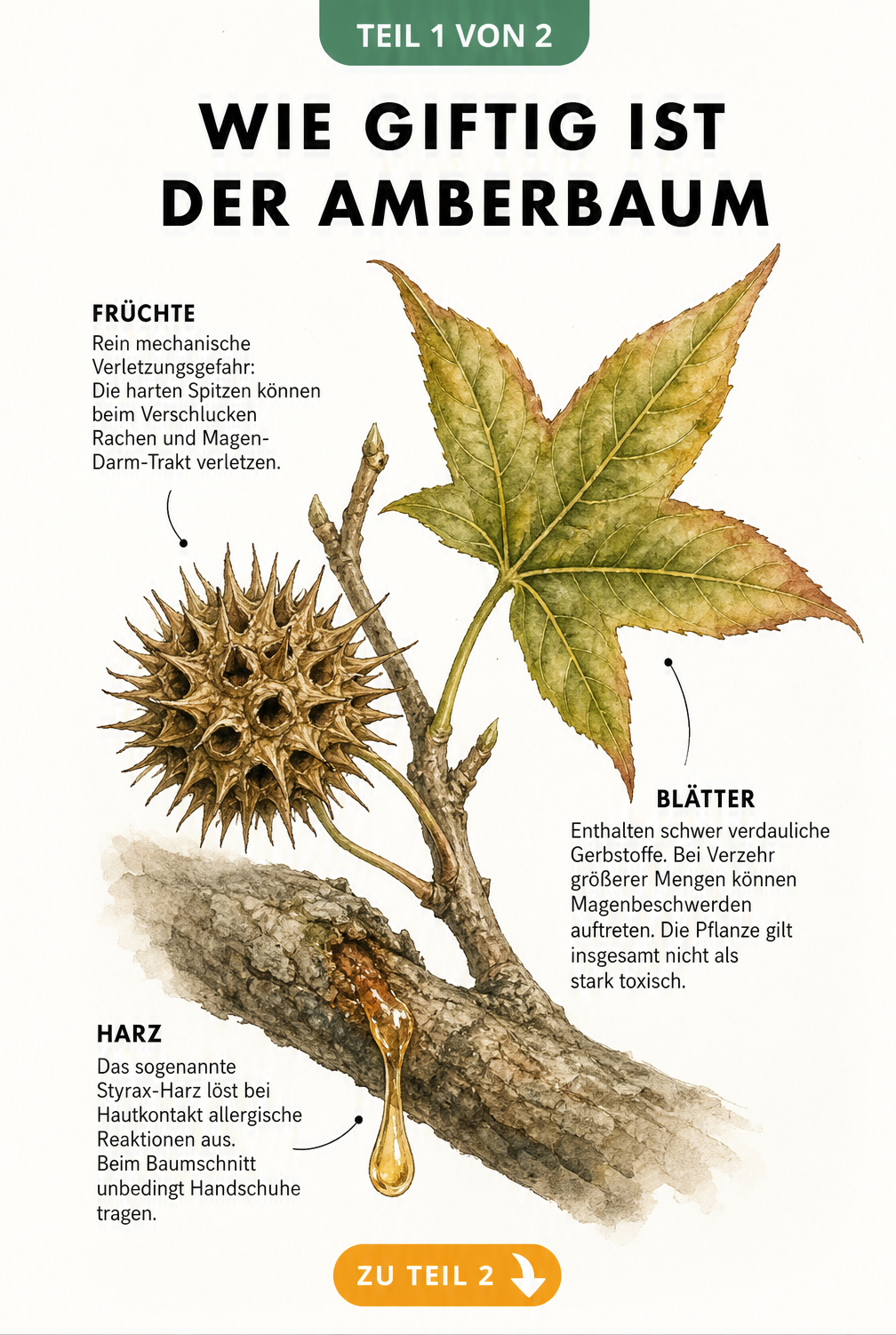 Botanische Illustration eines Amberbaum-Zweiges mit Blatt, Fruchtkapsel und Harztropfen, die auf mögliche Reizungen hinweist