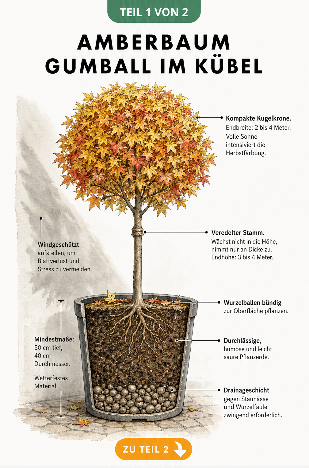 Botanische Illustration eines Amberbaum Gumball im Kübel mit Querschnitt durch die Erdschichten und Maßangaben