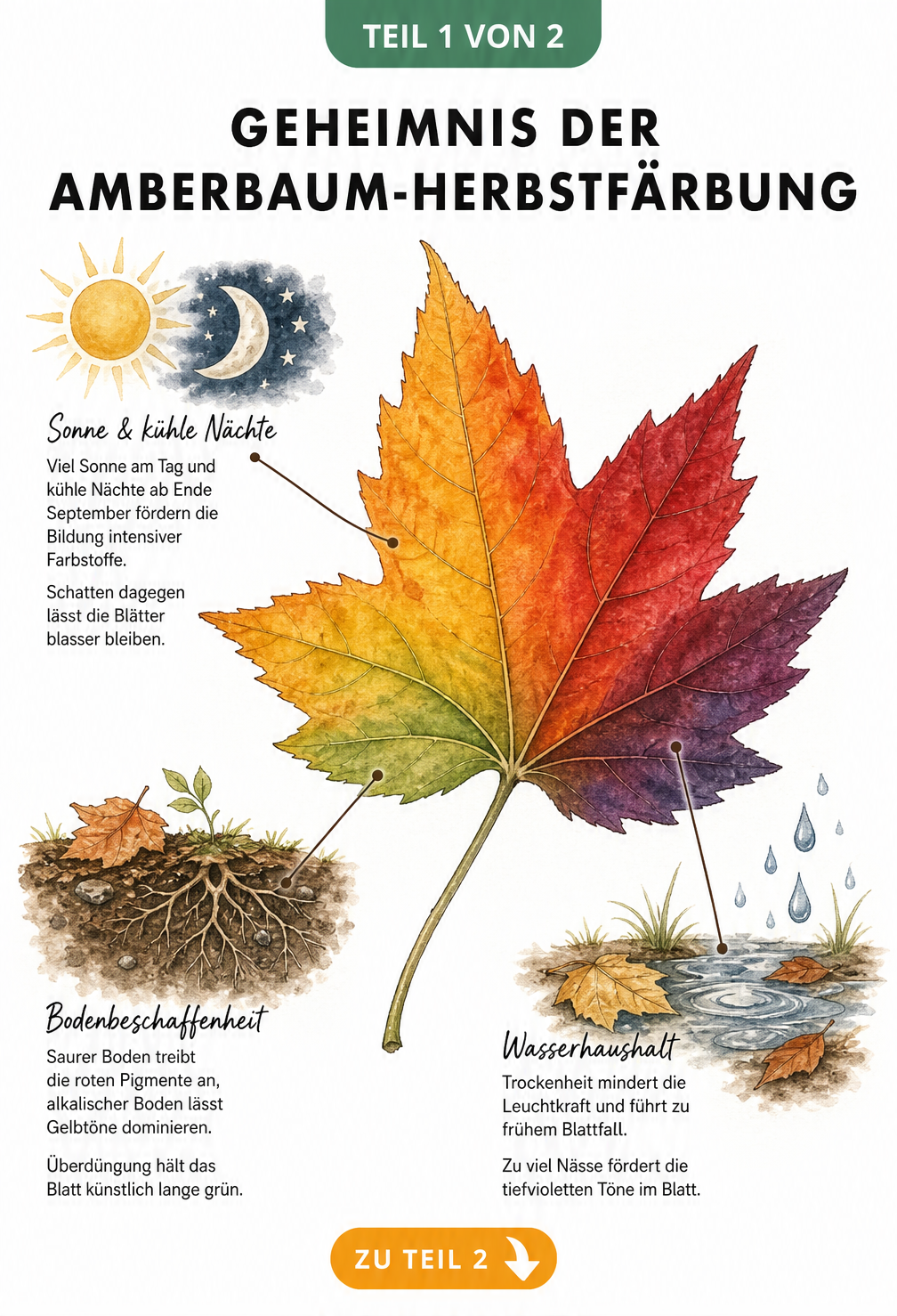 Botanische Illustration eines Amberbaum-Blattes mit Farbverlauf von Grün über Gelb und Orange bis Rot und Violett, umgeben von Umweltfaktoren wie Sonne, Boden...