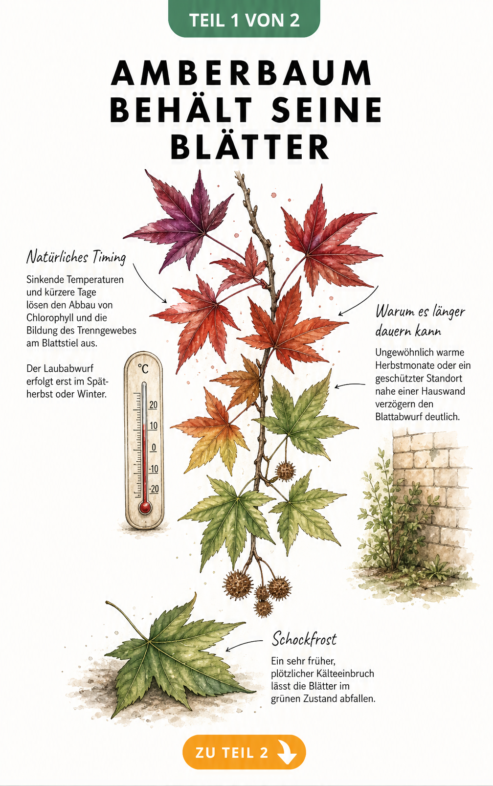 Botanische Illustration eines Amberbaum-Zweigs mit Farbverlauf von Purpurrot zu Grün, Thermometer und Erklärungen zum Laubabwurf