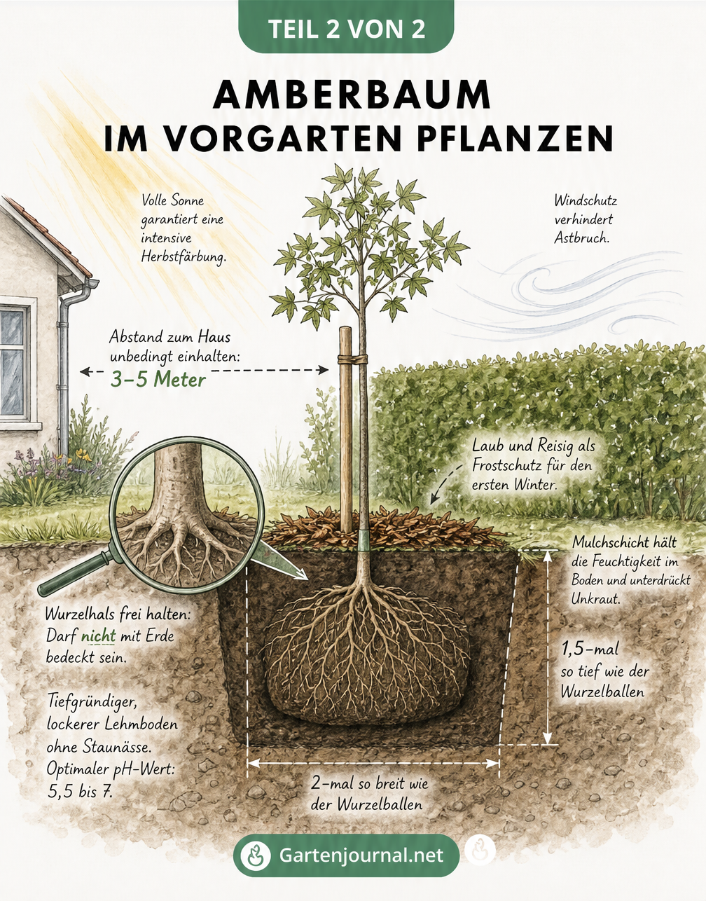 Querschnitt-Zeichnung zur Pflanzung eines Amberbaums im Vorgarten mit Pflanzloch, Wurzelballen und Mulchschicht