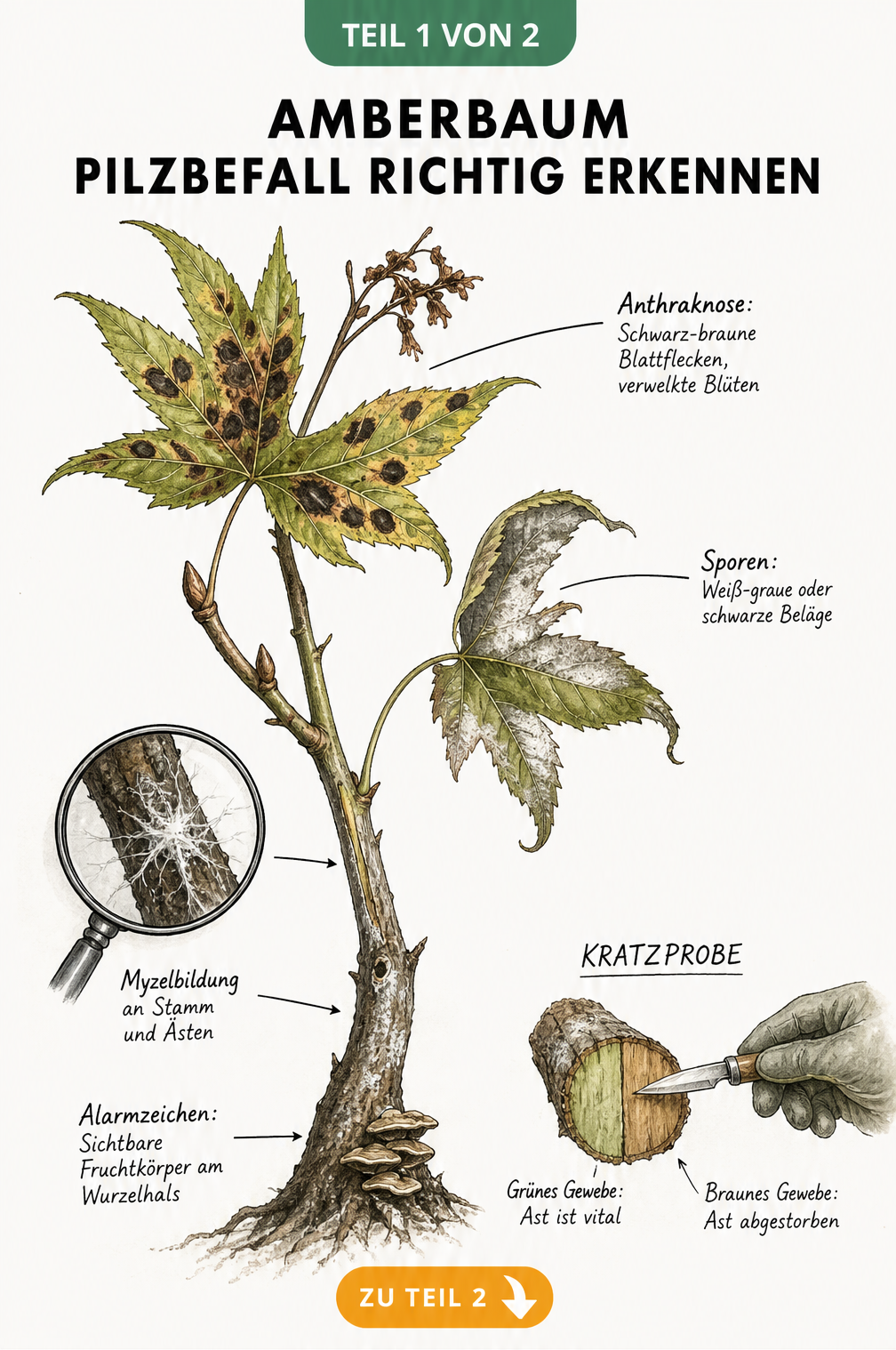 Botanische Illustration eines Amberbaum-Astes mit Symptomen von Pilzbefall wie Anthraknose, Myzelbildung und Fruchtkörpern am Wurzelhals
