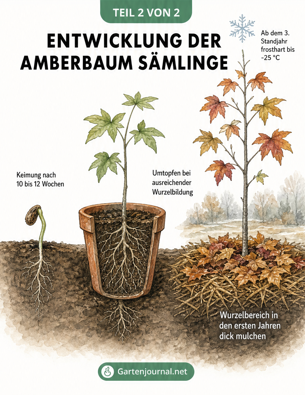 Botanische Illustration der Entwicklung eines Amberbaum-Sämlings vom Keimling bis zum ausgepflanzten Jungbaum mit Winterschutz