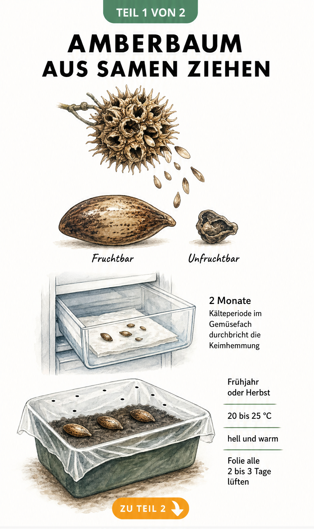 Botanische Illustration der Amberbaum-Samen, Stratifikation im Kühlschrank und Aussaat in Anzuchterde