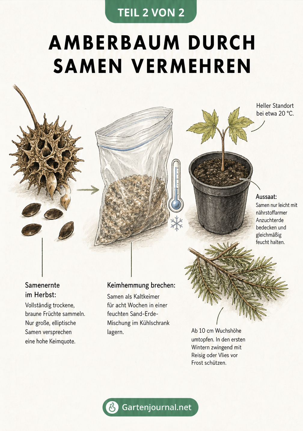 Illustration der Amberbaum-Vermehrung durch Samen: von der stacheligen Fruchtkapsel über die Kältestratifikation bis zum Sämling im Topf