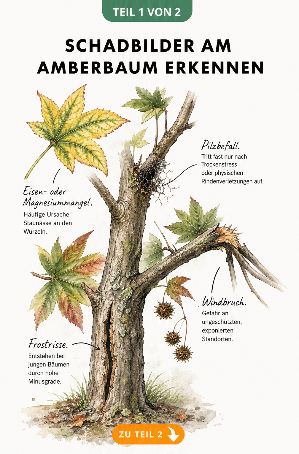 Botanische Illustration eines Amberbaum-Zweigs mit Schadbildern wie vergilbten Blättern, Frostrissen, Windbruch und Pilzbefall