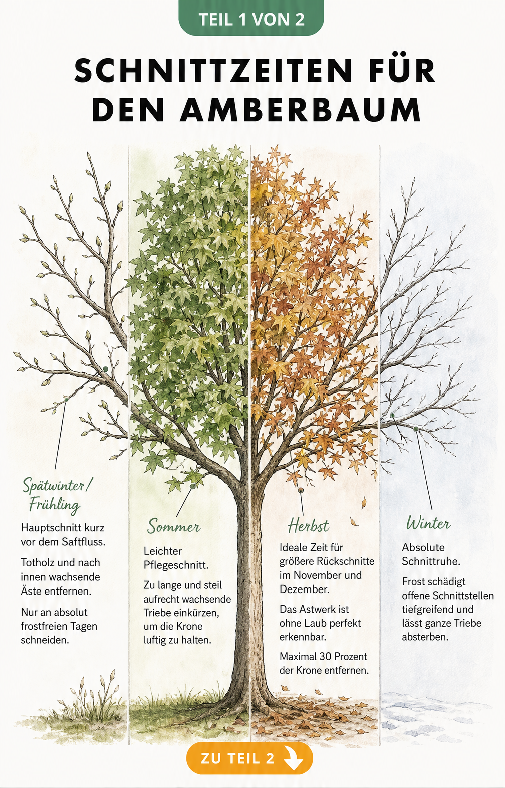 Illustration eines Amberbaums im Jahresverlauf mit Hinweisen zu den optimalen Schnittzeiten in Spätwinter, Sommer, Herbst und Winter