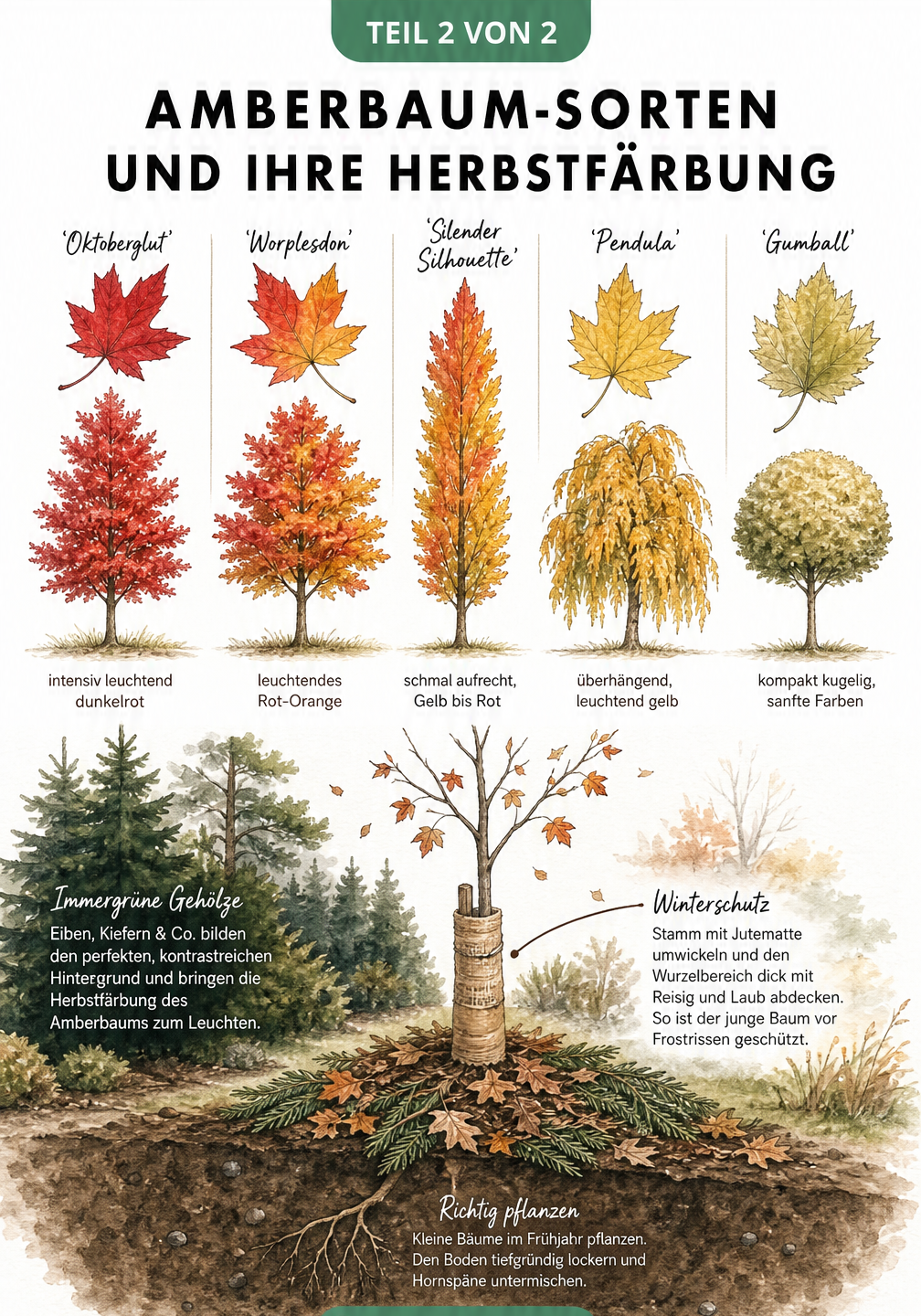 Übersicht verschiedener Amberbaum-Sorten wie Oktoberglut und Worplesdon mit ihren typischen Herbstfarben sowie eine Pflanzszene mit Winterschutz.