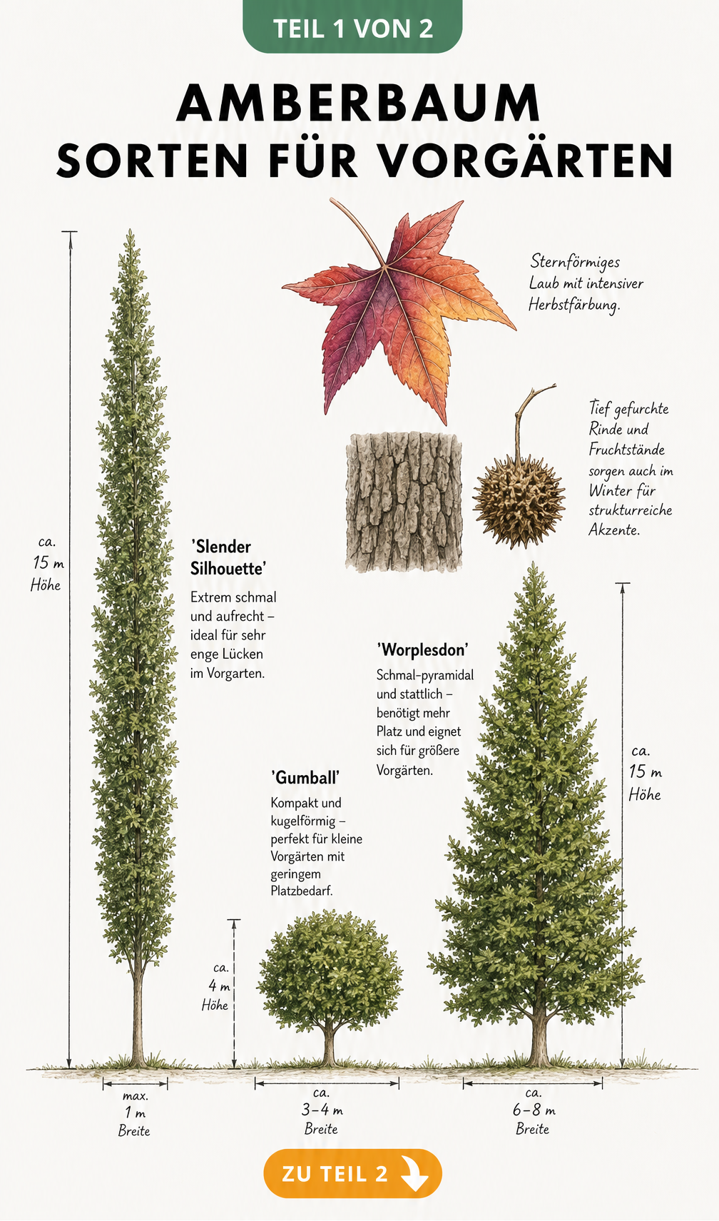 Botanische Skizze von drei Amberbaum-Sorten für den Vorgarten mit Maßangaben zu Höhe und Breite
