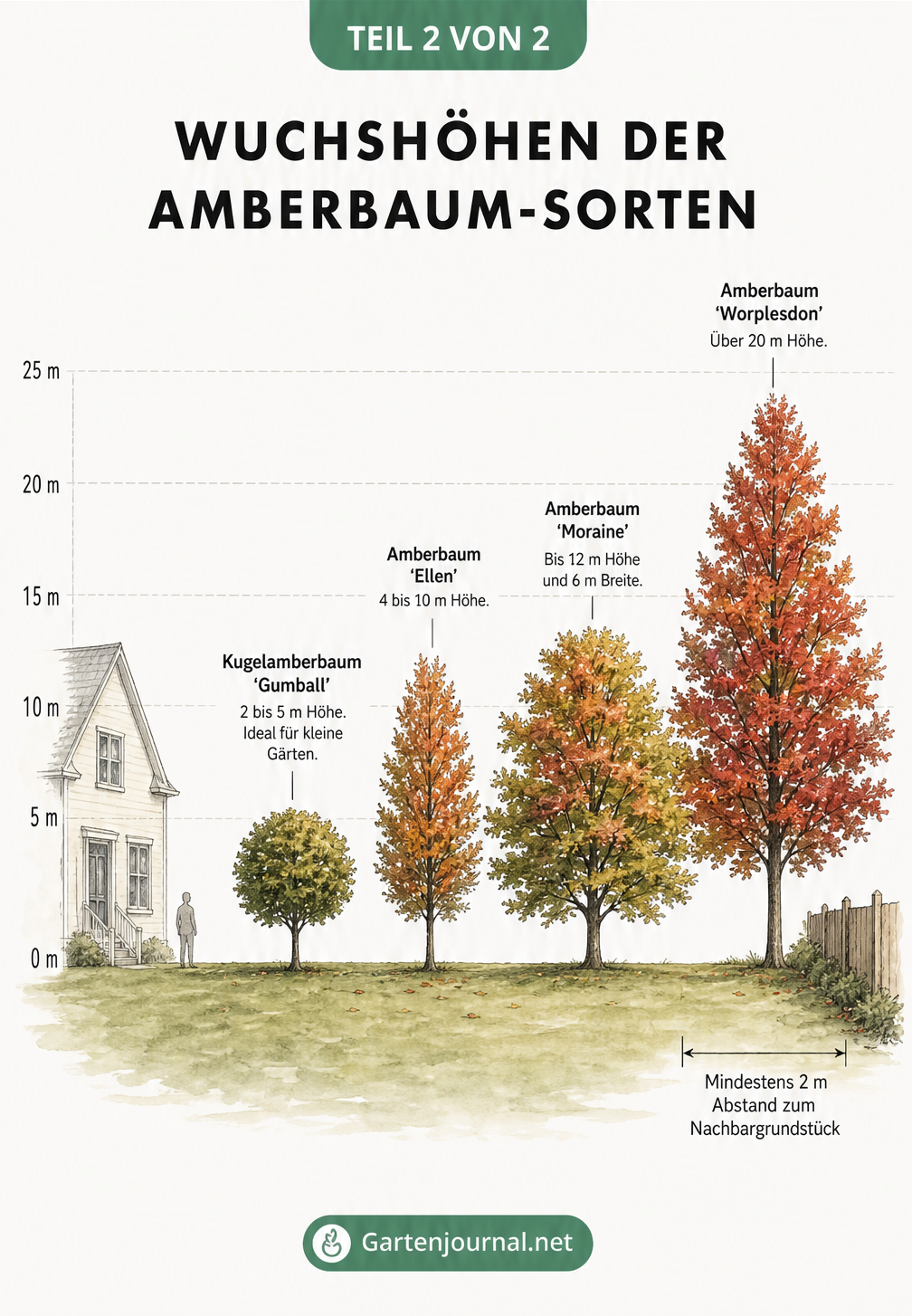 Größenvergleich von vier Amberbaum-Sorten neben einem Wohnhaus mit Maßangaben